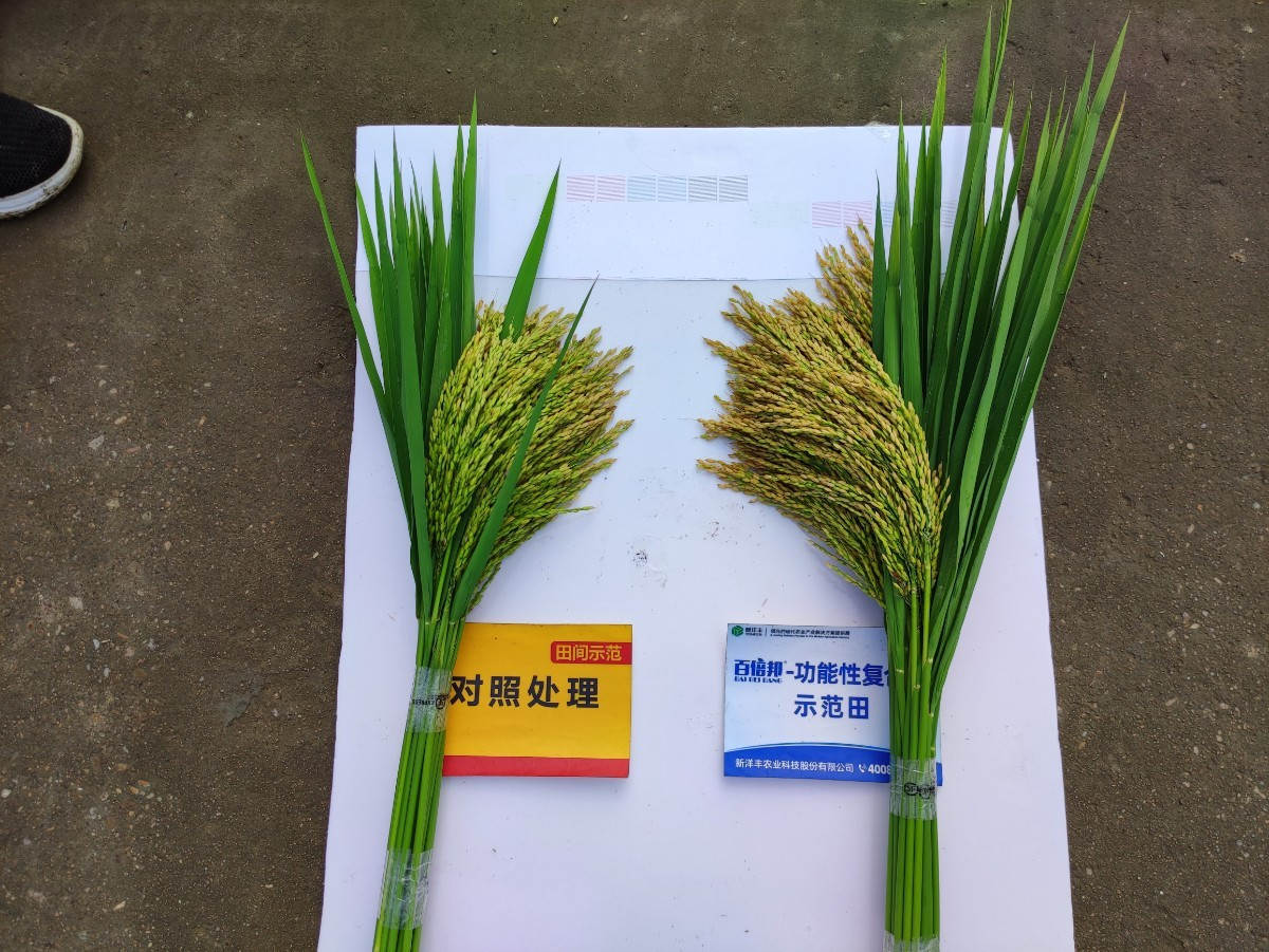 图10 水稻穗对比.jpg