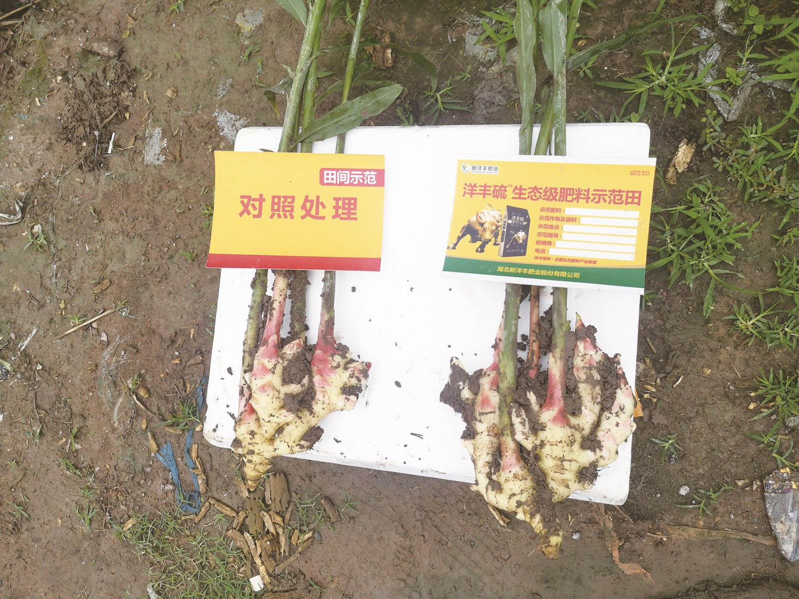 洋丰硫种植的生姜块头更大、品质更好、产量更高_副本.jpg