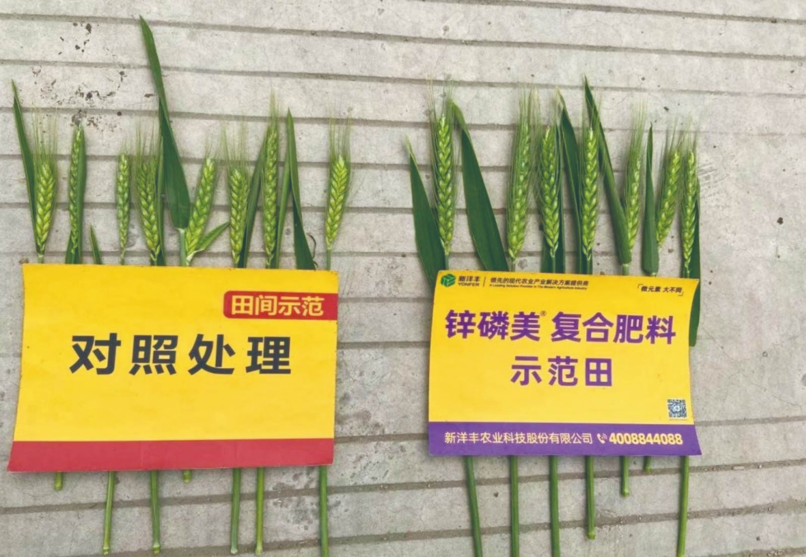 示范田穗子更大更长，穗粒更多更饱满.jpg