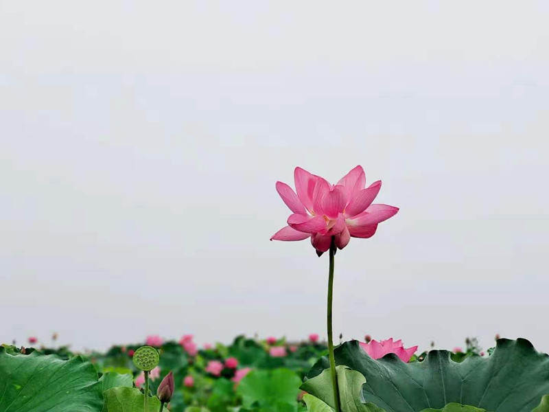 江西张雪萍荷花图3（入选）_副本.jpg