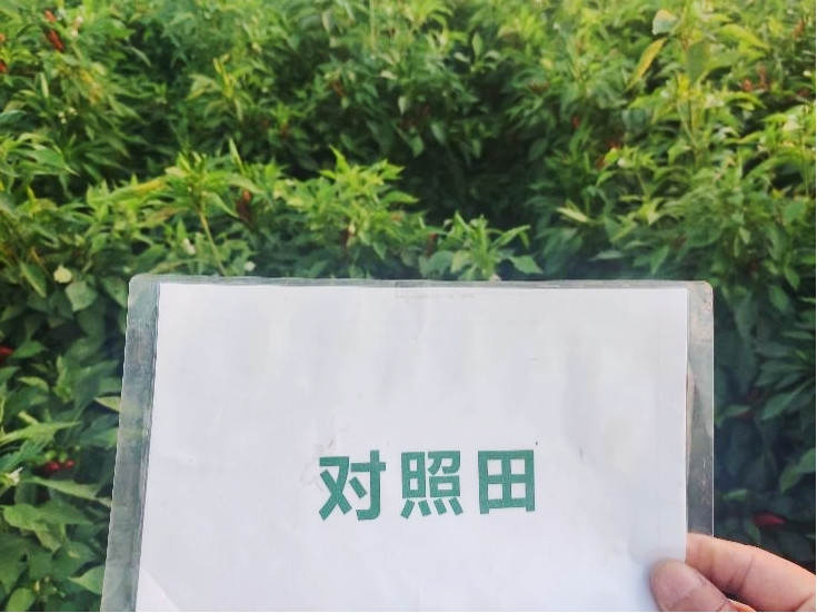 图片8，9月9日对照田辣椒长势_副本.jpg