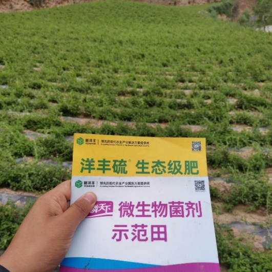 6月24日 苗期跟踪示范田1.jpg