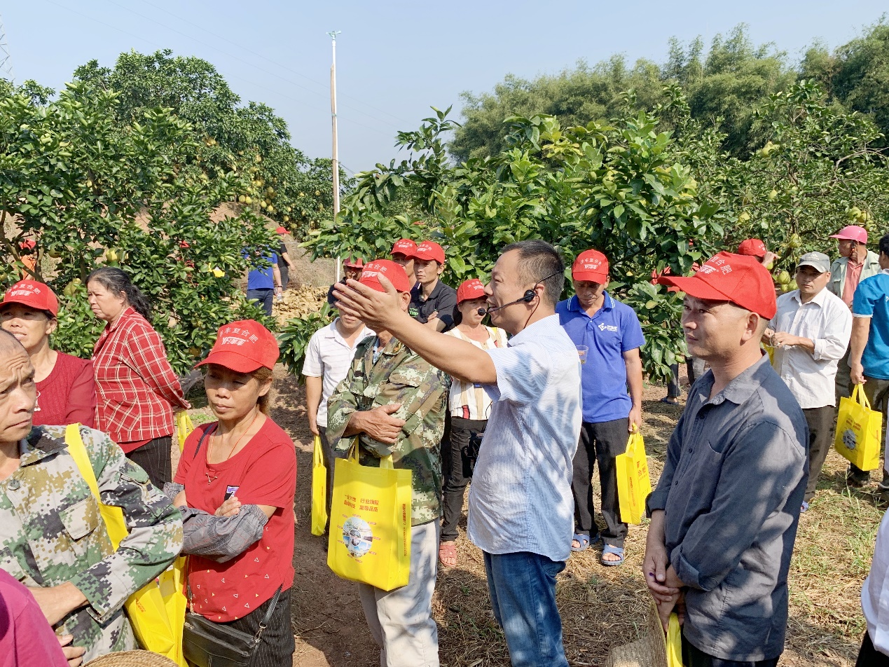 太阳成集团tyc9728西南大区总农艺师李家涛（中）在广西壮族自治区玉林市容县沙田柚示范观摩现场，为种植户做技术及效果讲解.jpg