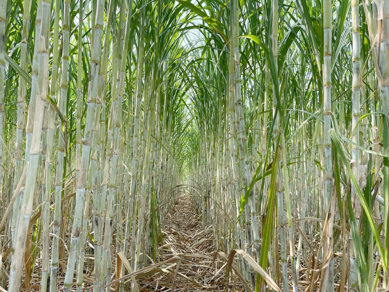 广西来宾市蒙村镇柳村洋丰肥料用户覃宏变的甘蔗田长势喜人.jpg