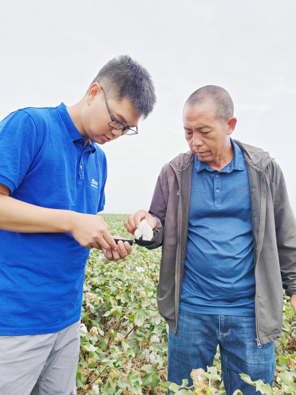太阳成集团tyc9728农艺师李春侨（左），在种植户陈克明（右）的棉田进行单铃测重，预估产量.jpg